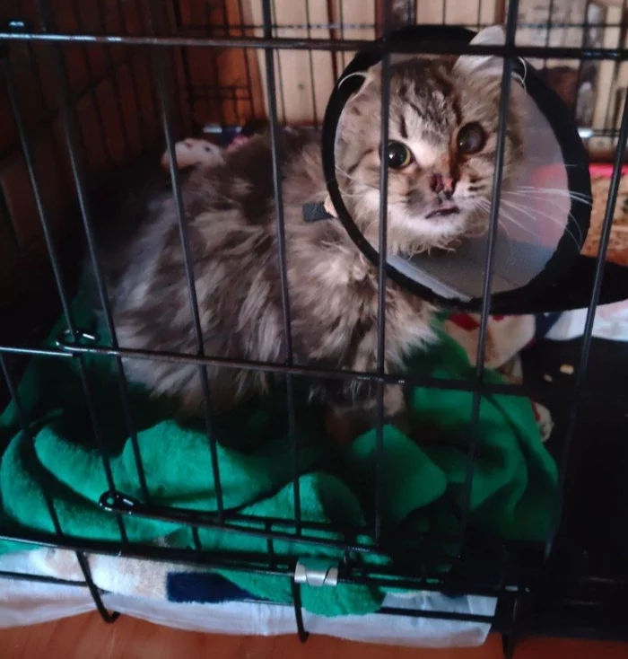 Continuation of the post “Potato (with a cut from a tin can) underwent the first plastic surgery of the right nostril. » - My, cat, Animal Rescue, Vertical video, Dacha, Can, Veterinary, Homeless animals, Video, Reply to post, Longpost