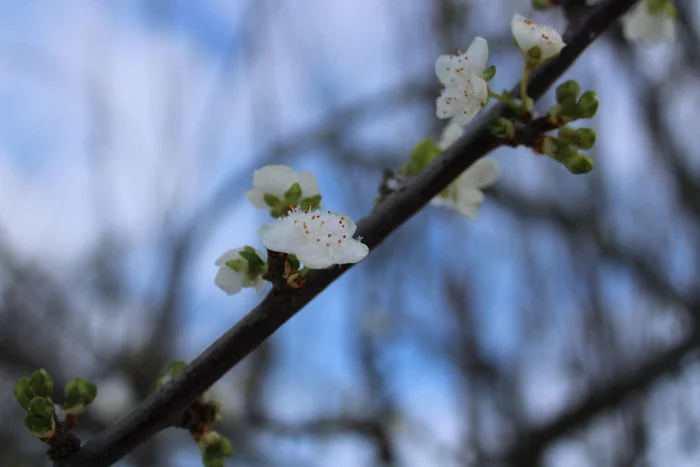 Plum in December and July - My, Nature, Canon, Beginning photographer, Plum, July, Flowers, Tree, Miracle, Video, Longpost