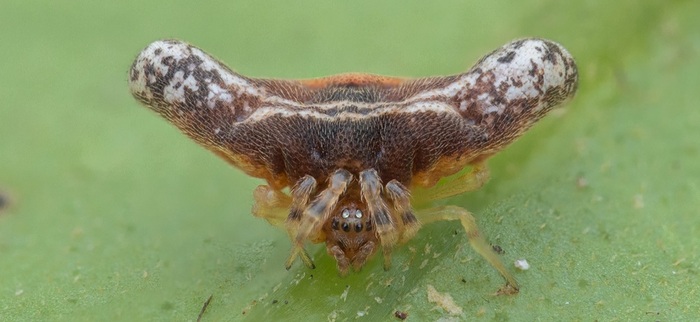 Phoroncidia pennata (Чили)