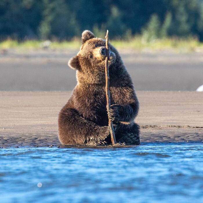 Bear makes a fishing rod - Brown bears, The Bears, Predatory animals, Mammals, wildlife, Alaska, North America, The photo, River, Stick