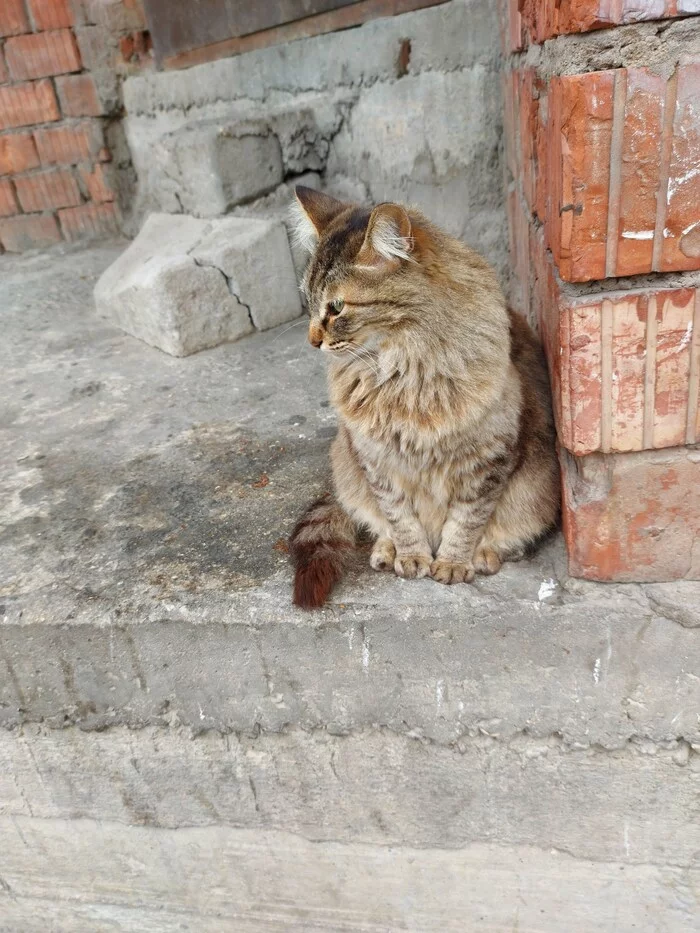 What are you looking at go your own way - My, cat, The street, Mobile photography, The photo, Longpost