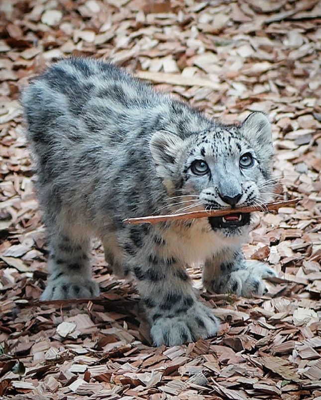 dog raised - Snow Leopard, Rare view, Big cats, Predatory animals, Mammals, Wild animals, Zoo, Young, Branch, The photo