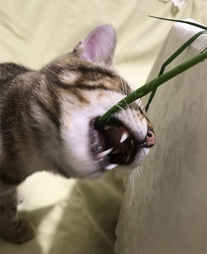 Cat Kutuzik and green onions - My, cat, Pets, Tricolor cat, Chives, Video, Vertical video, Longpost