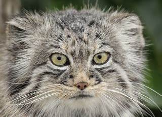 Reply to Bon Appetit - Pallas' cat, Pet the cat, Small cats, Cat family, The photo, Reply to post