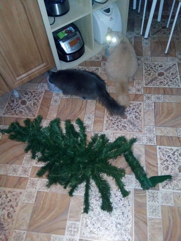 December 24th. New Year celebrated. The Christmas tree was dismantled - My, cat, Milota, Christmas tree