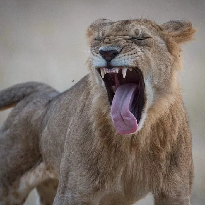 Not enough sleep - Lioness, a lion, Rare view, Big cats, Predatory animals, Mammals, Wild animals, wildlife, Africa, To fall, Yawn, The photo