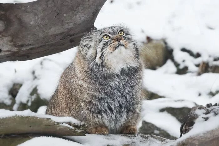 Reply to the post Where's my breakfast?! - Pallas' cat, Small cats, Pet the cat, Cat family, Fluffy, Wild animals, Zoo, The photo, Reply to post