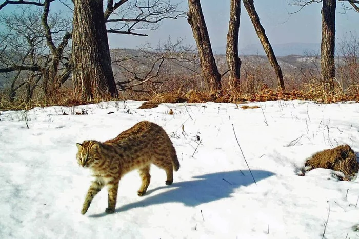 Together with a shadow - Far Eastern Forest Cat, beauty, The photo, Small cats, National park, Land of the Leopard, Cat family, Predatory animals, Wild animals, wildlife