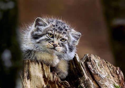 The answer to the post “Breakfast, they have breakfast ... I’m already getting close to dinner!” - Pallas' cat, Pet the cat, Small cats, Cat family, Wild animals, Reply to post