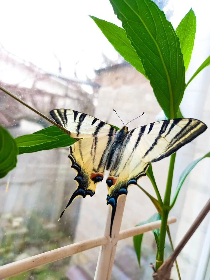 What and how to feed a butterfly? - My, Life stories, Butterfly, Winter, Care and maintenance, Helping animals, Oddities, House insect, The rescue