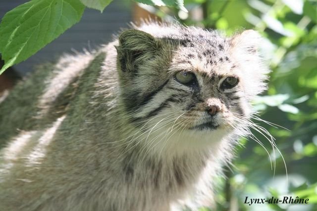 Проспал 12 часов. Ни о чём не жалею :3 - Манул, Погладь кота, Семейство кошачьих, Малые кошки