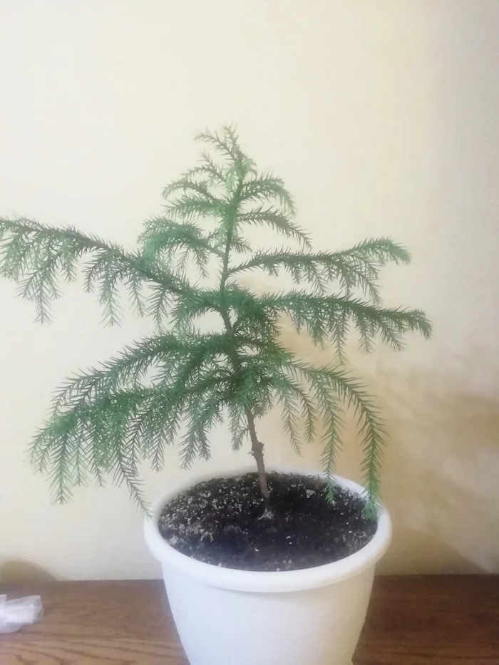 Can you tell me what kind of plant this is? - Houseplants, Question, What's this?, Longpost, What kind of plant