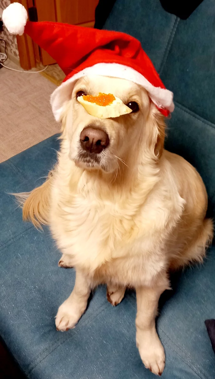 The holiday comes to us - My, Dog, Golden retriever, Mobile photography, Pets