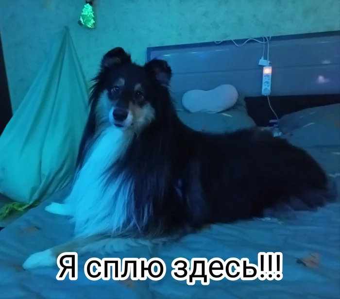 Do you mean go to the place? - My, Collie, Bed, Animals, Picture with text, Dog