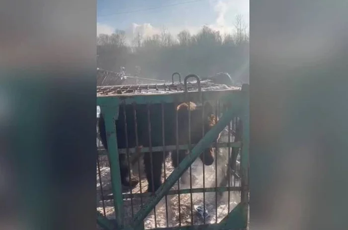 The fate of bears from a roadside cafe in Shelekhov - The Bears, Brown bears, Cruelty to animals, Shelekhov, Irkutsk region, Animal Rescue, Roadside cafe, Captivity, Animal defenders, Video, Youtube, Longpost, Negative