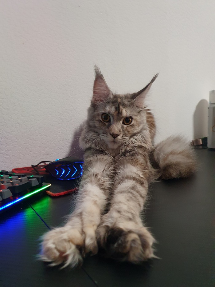 Лапы. Возвращение.