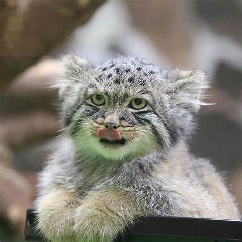 Reply to the post Delivery: 3 - Pallas' cat, Pet the cat, Cat family, Small cats, Fluffy, Reply to post