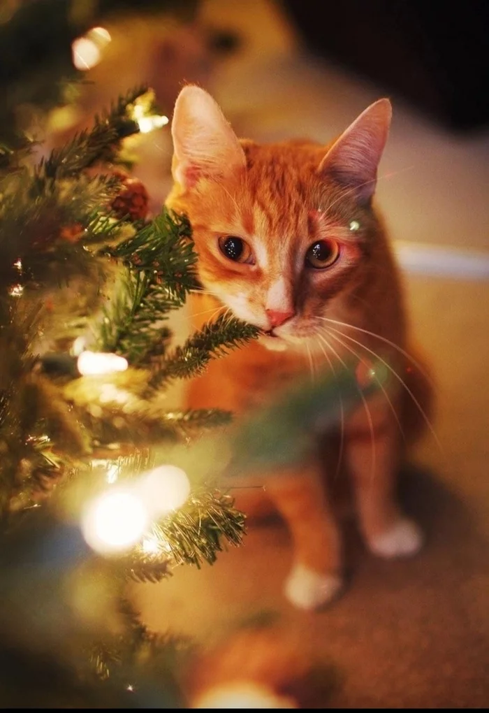 Do you have New Year's cats? show? - cat, The photo, Christmas tree, Christmas decorations, From the network