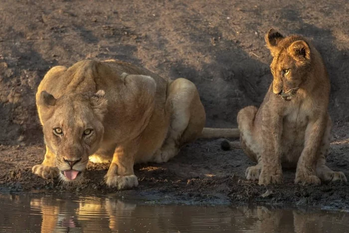 Don't drink, you'll become a goat! - Lioness, Lion cubs, a lion, Rare view, Big cats, Predatory animals, Mammals, Wild animals, wildlife, Reserves and sanctuaries, South Africa, The photo, Waterhole