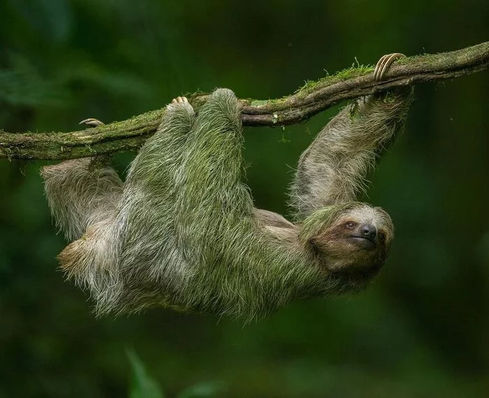 three-toed sloth - Sloth, Mammals, Wild animals, Zoo, The photo