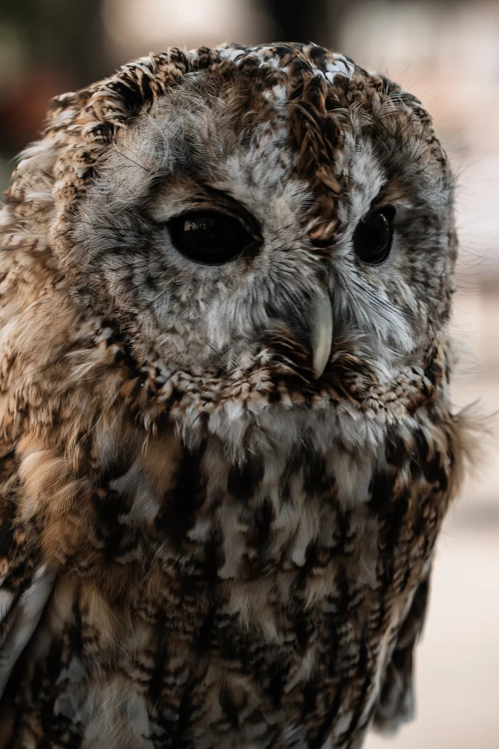 birdie - My, Sony, Sony a6000, Birds, Tawny owl, Owl, The photo