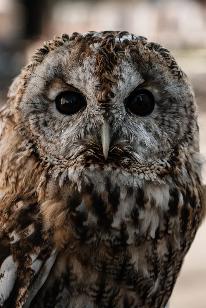 birdie - My, Sony, Sony a6000, Birds, Tawny owl, Owl, The photo