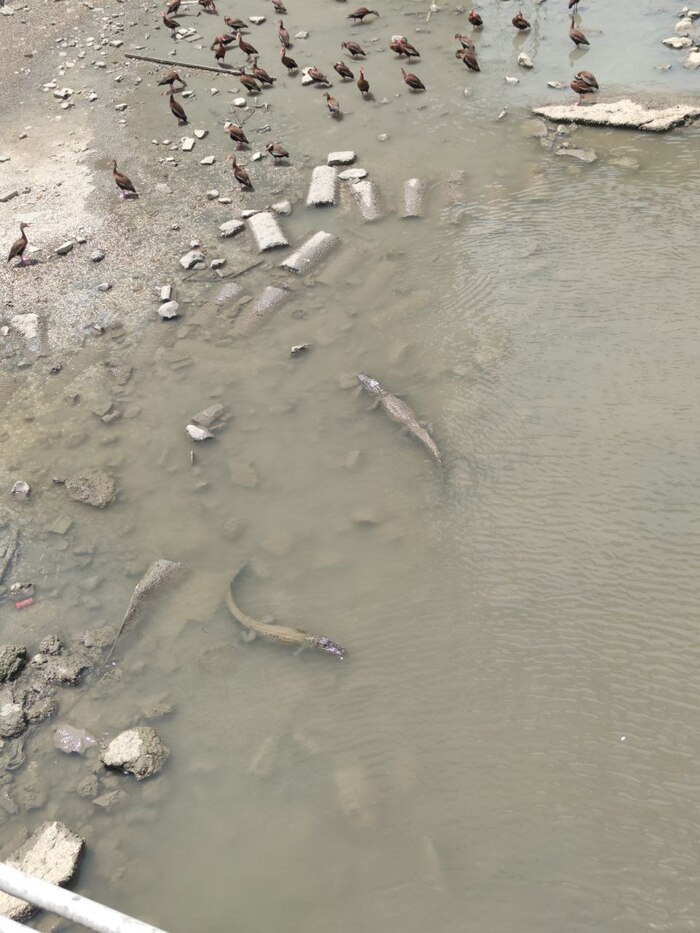 Крокодилы в живой природе