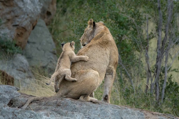 Ещё немного и сядет на шею