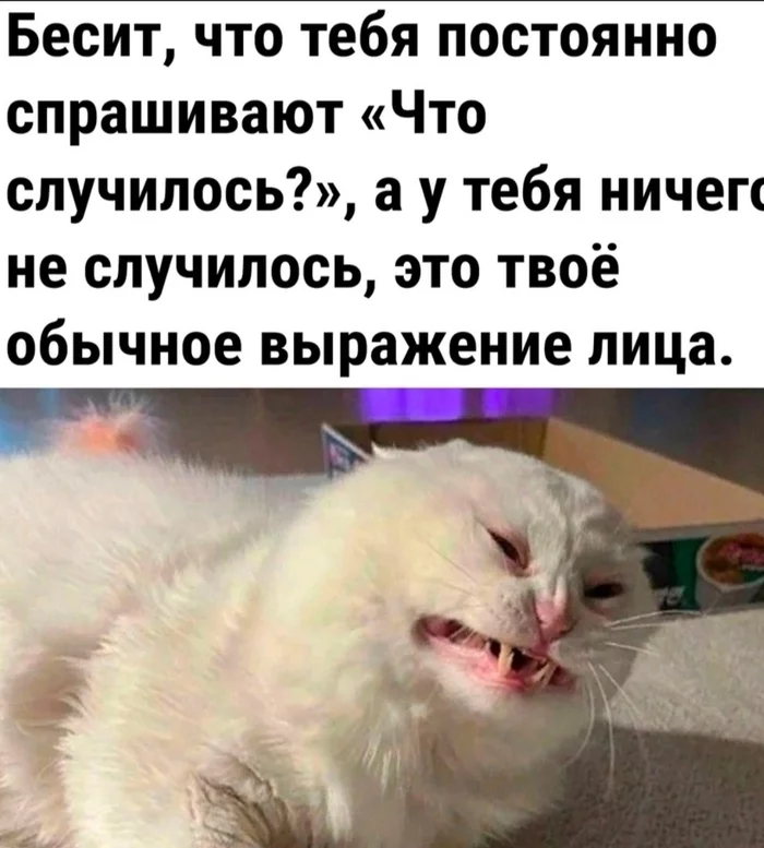 Normal facial expression - cat, Facial expression, Picture with text