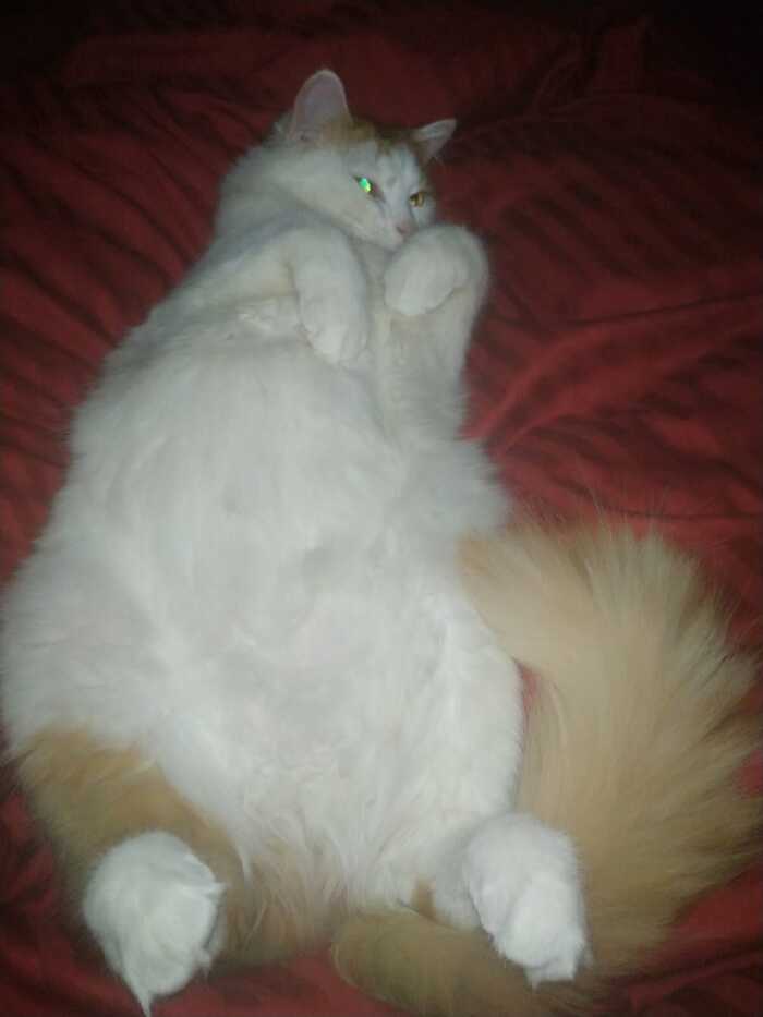 Scratch your puzevich - My, cat, Belly, The photo, Milota