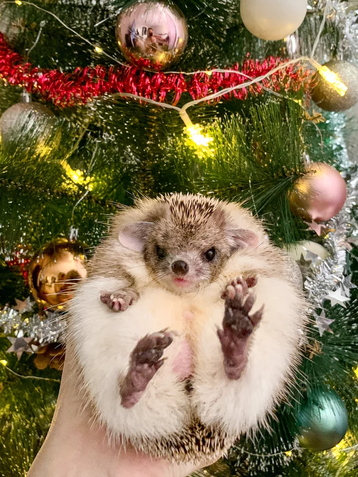 Happy New E - My, Hedgehog, Pets, Dwarf hedgehog, Longpost