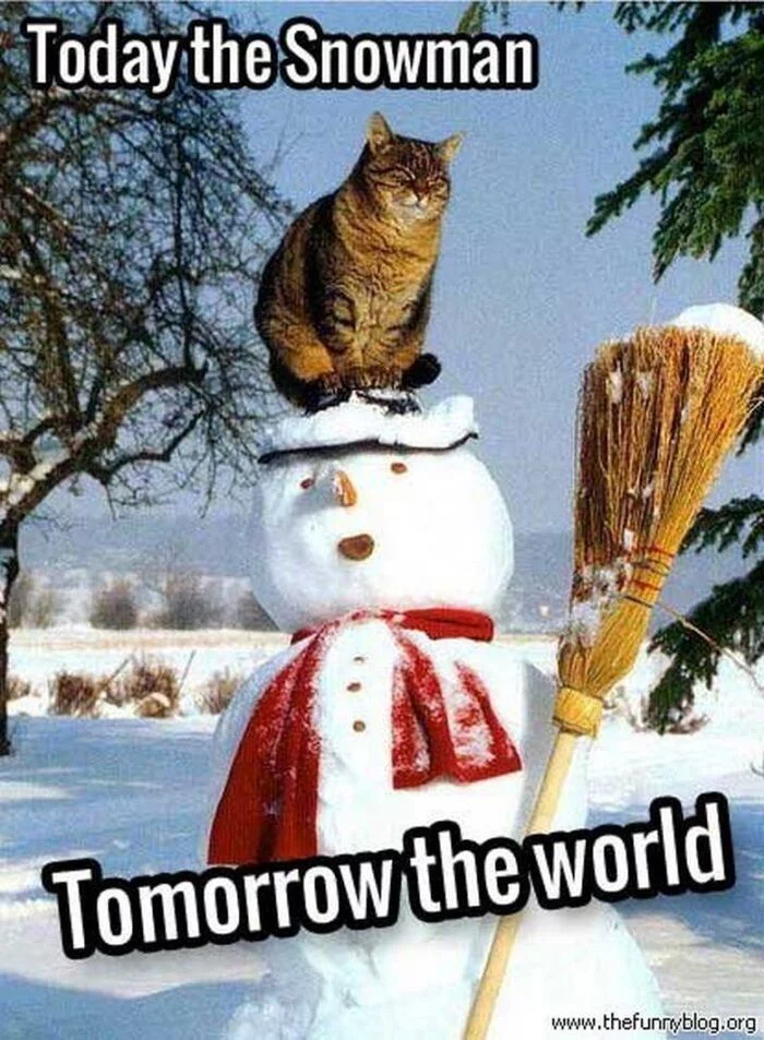 Today a snowman tomorrow the whole world - Memes, cat, English language, Humor, Picture with text, Milota