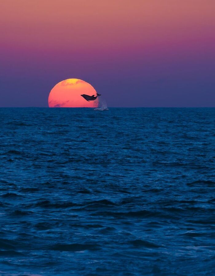 Дельфин на закате