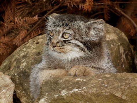 Answer to the post What will Santa Claus give me ??? - Pallas' cat, Pet the cat, Small cats, Cat family, Wild animals, Young, The photo, Reply to post