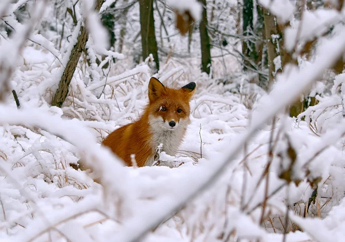 Taiga Snow Maiden - Fox, Wild animals, beauty, Snow, Winter, The photo, Tatar Strait, Coast, wildlife, Taiga, Дальний Восток, Predatory animals