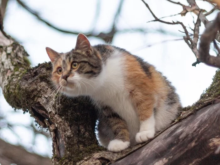 Котопортретное) - Моё, Фотография, Canon, Уличная фотография, Парк, Кот, Железноводск