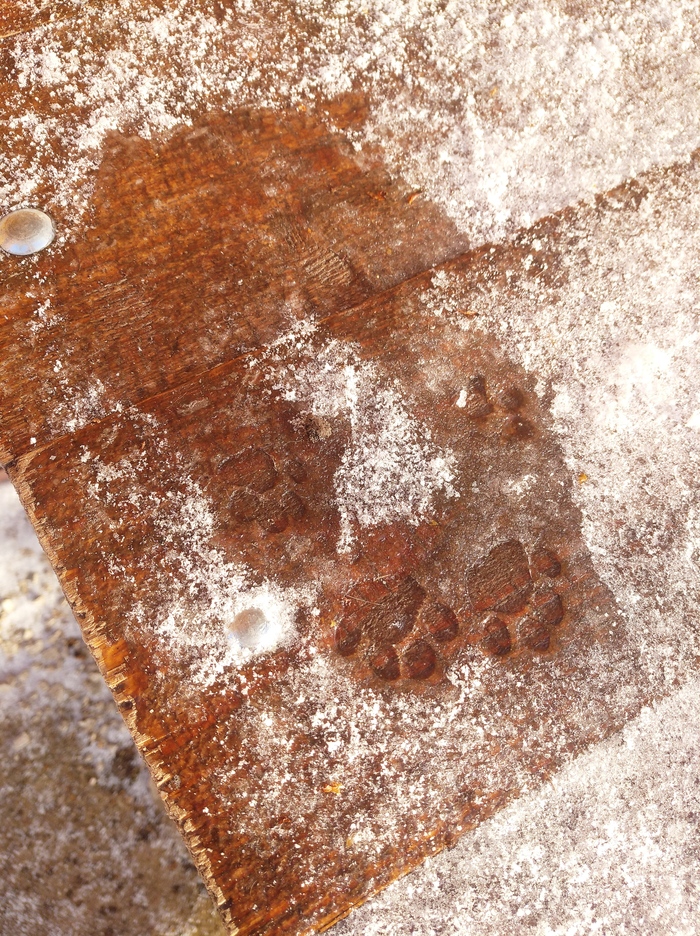 Кот вышел гулять. Далеко ушёл от порога, конечно