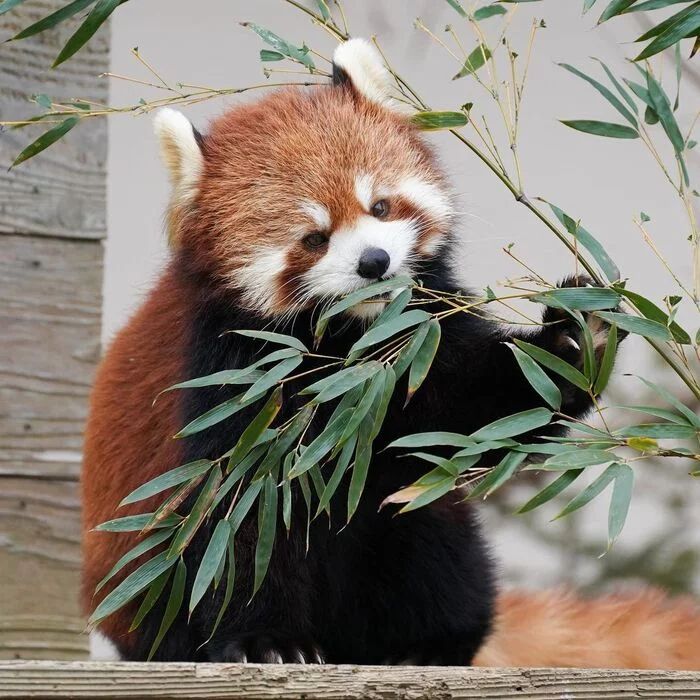 bamboo lover - Red panda, Rare view, Predatory animals, Wild animals, Zoo, The photo, Bamboo