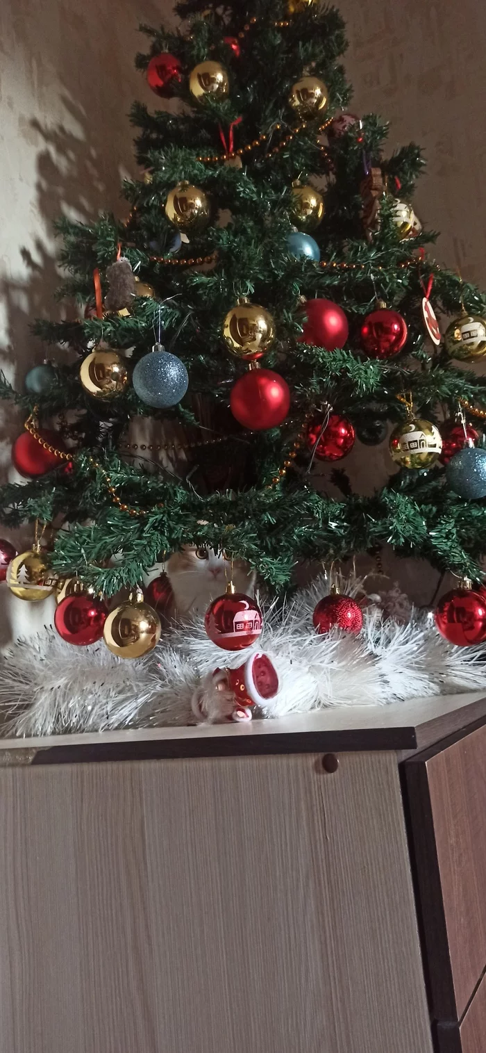 First spruce - My, Christmas tree, cat, New Year, Longpost