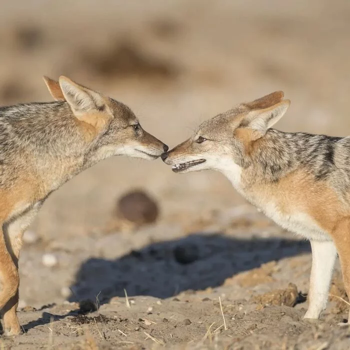 What does that smell like on you? - Jackal, Canines, Predatory animals, Mammals, wildlife, National park, South Africa, The photo, Longpost