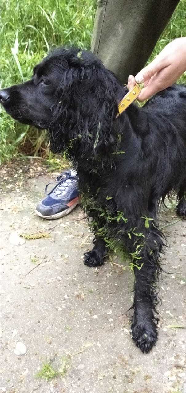 Scratch, Shura, scratch! She is a spaniel! - My, Dog, Cocker Spaniel, Spaniel, Grooming, Need advice, Longpost