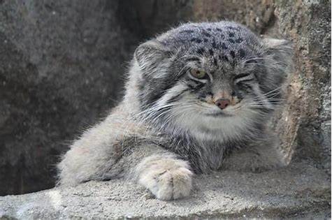 Happy Monday morning to you - Pallas' cat, Small cats, Pet the cat, Cat family, Fluffy