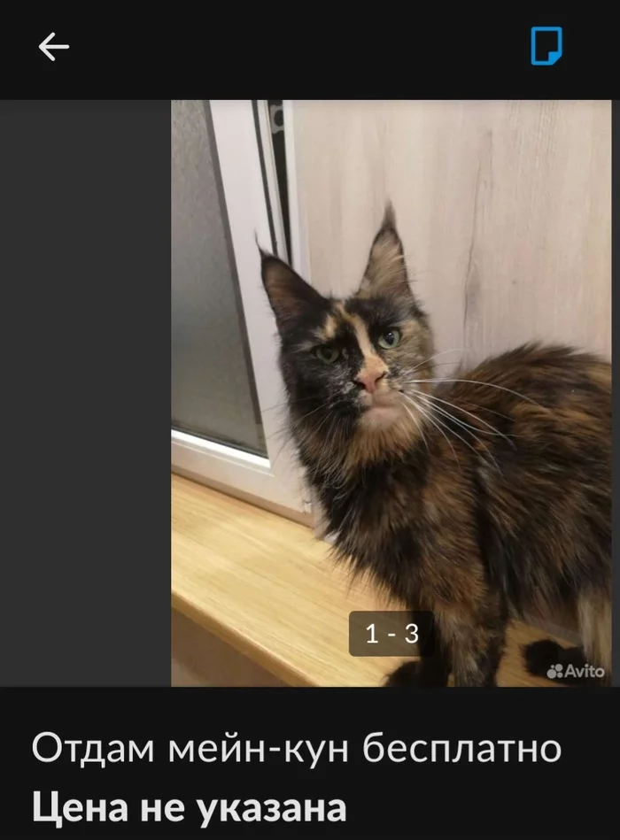 In terms of?! - cat, Maine Coon, Avito, Announcement on avito, Screenshot