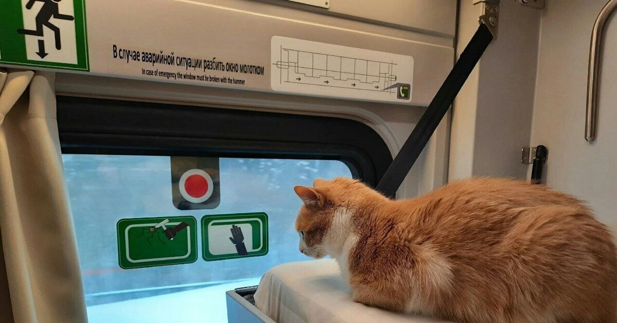 Когда хочешь разбить стекло молотком, но у тебя лапки | Пикабу