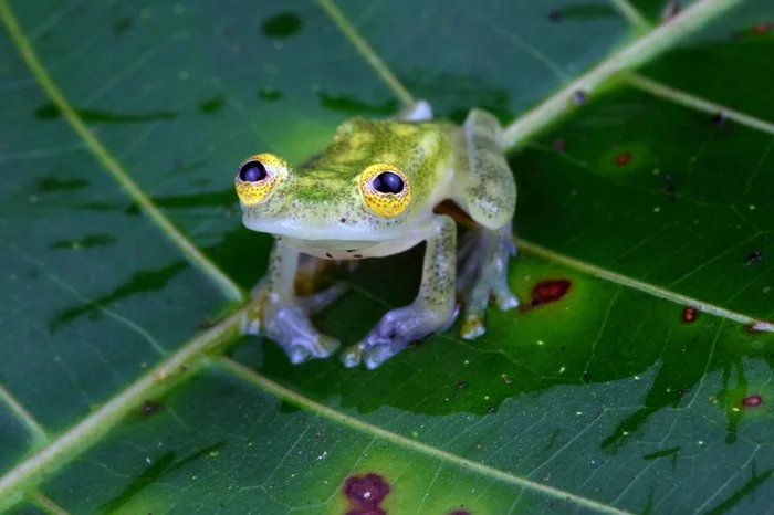 What can you do to save yourself from enemies! - Frogs, Glass, Amphibians, Wild animals, Biologists, Research, Scientists, University, USA, Around the world, Longpost