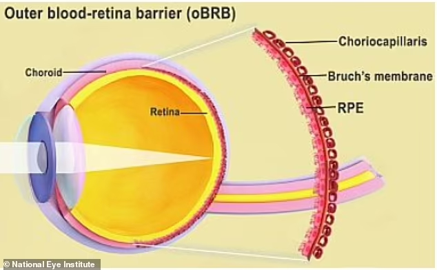 Scientists produce eye tissue using 3D printing and stem cells - USA, Technologies, Scientists, Eyes, 3D печать, Longpost