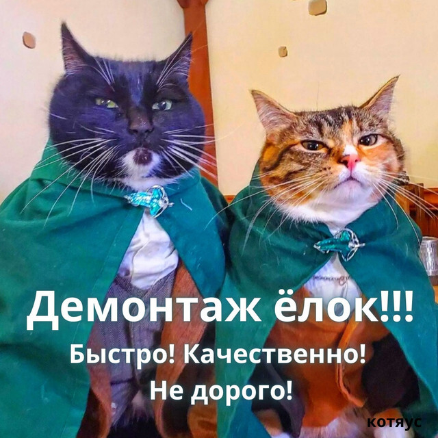 missionaries - cat, New Year, Picture with text