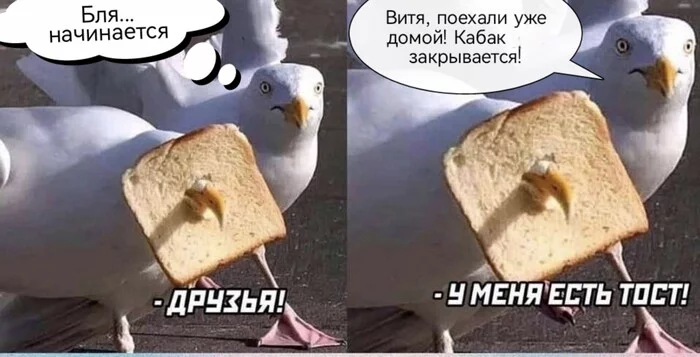 Reply to Let's Drink - Toast, Holidays, Seagulls, Picture with text, Strange humor, Mat