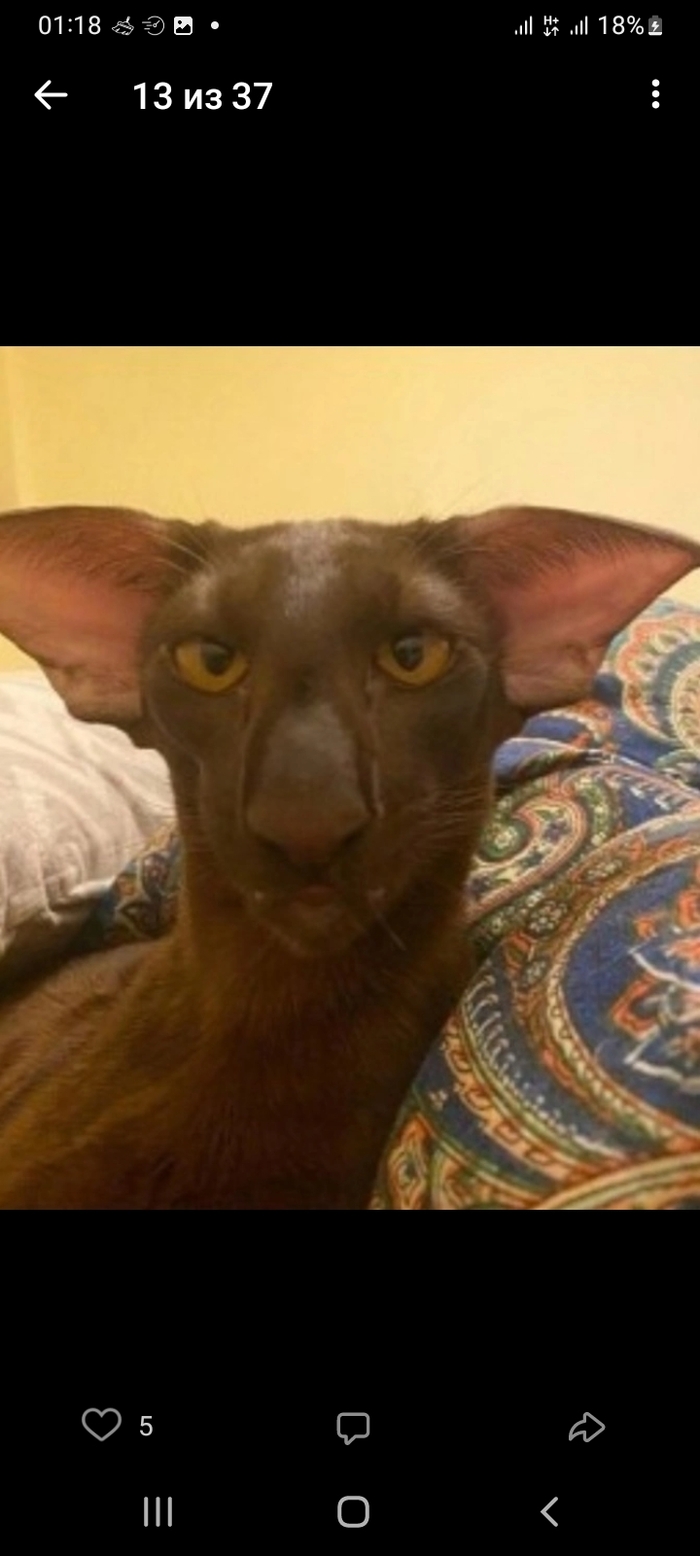 ������, ���� ��