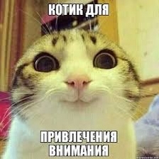 New Year's appeal to the power of Peekaboo! - My, New Year, The strength of the Peekaboo, Search, cat, Text, Vitebsk, You come in if that, Holidays, Guys